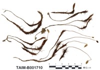 藏品(土馬騣)的圖片